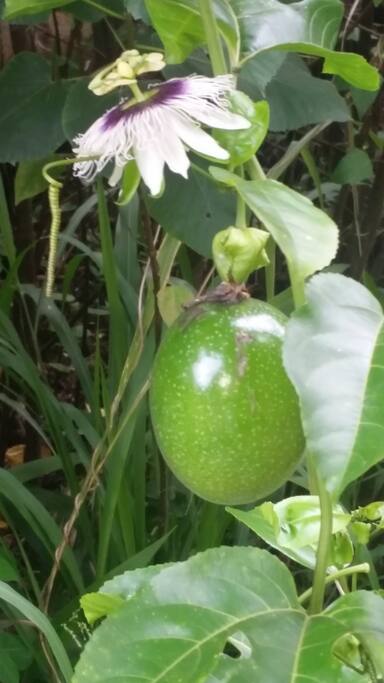Lilikoi(passion fruit) growing on the vines