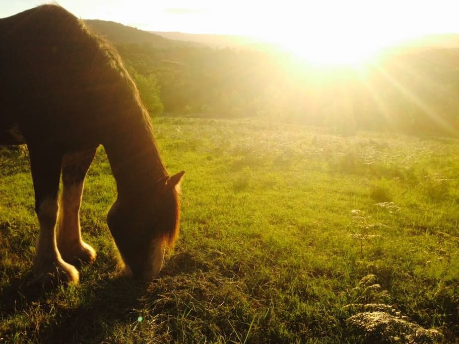 We love all our spoilt animals here on the farm