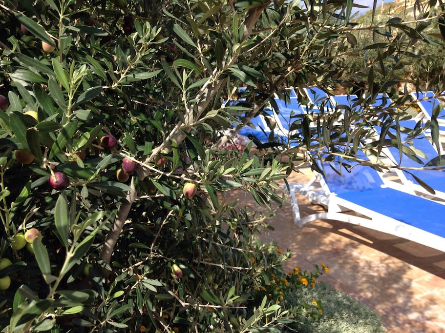 Olives