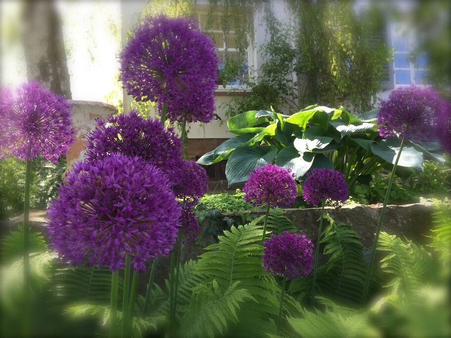 In unserem Garten