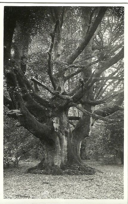 The major oak in Sherwood Forest.