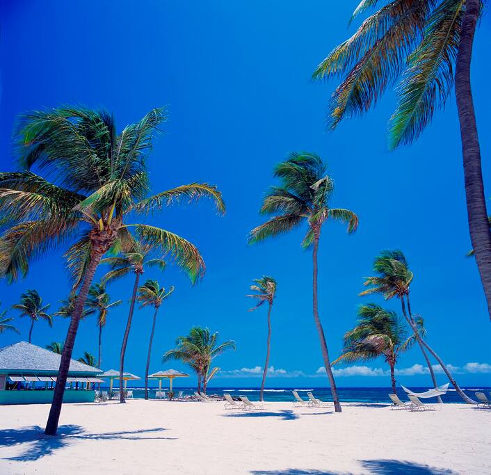 The golden-sand beach at Nisbet Plantation.
