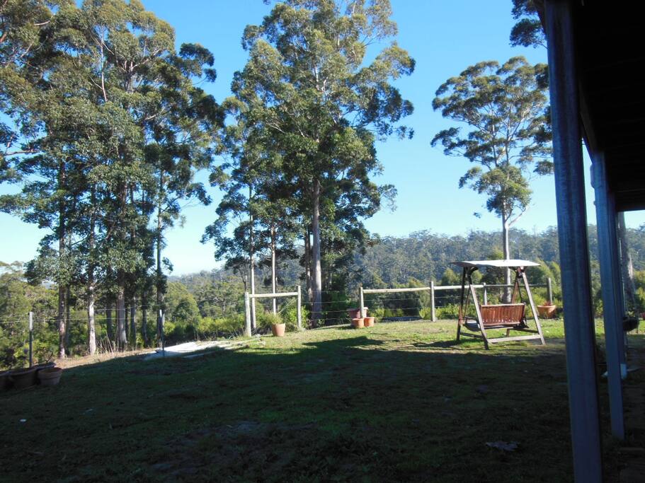 More of the forest