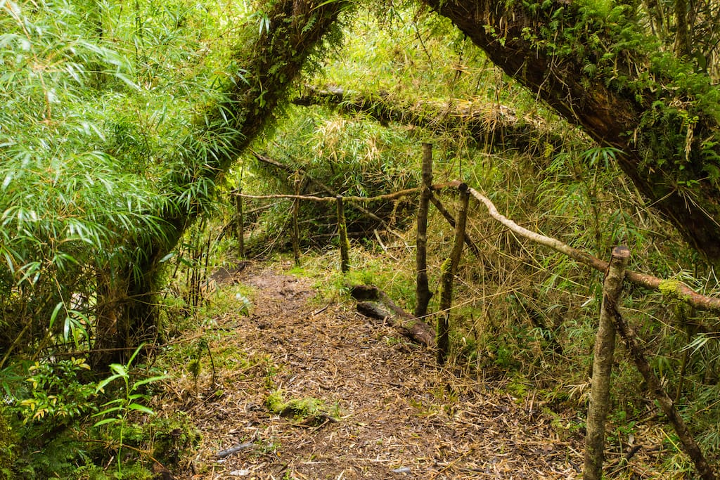 Refugio en un bosque nativo de Chiloe , en los inicios de la cordillera de Piuche en el norte pacifico de la la isla grande de Chiloe
