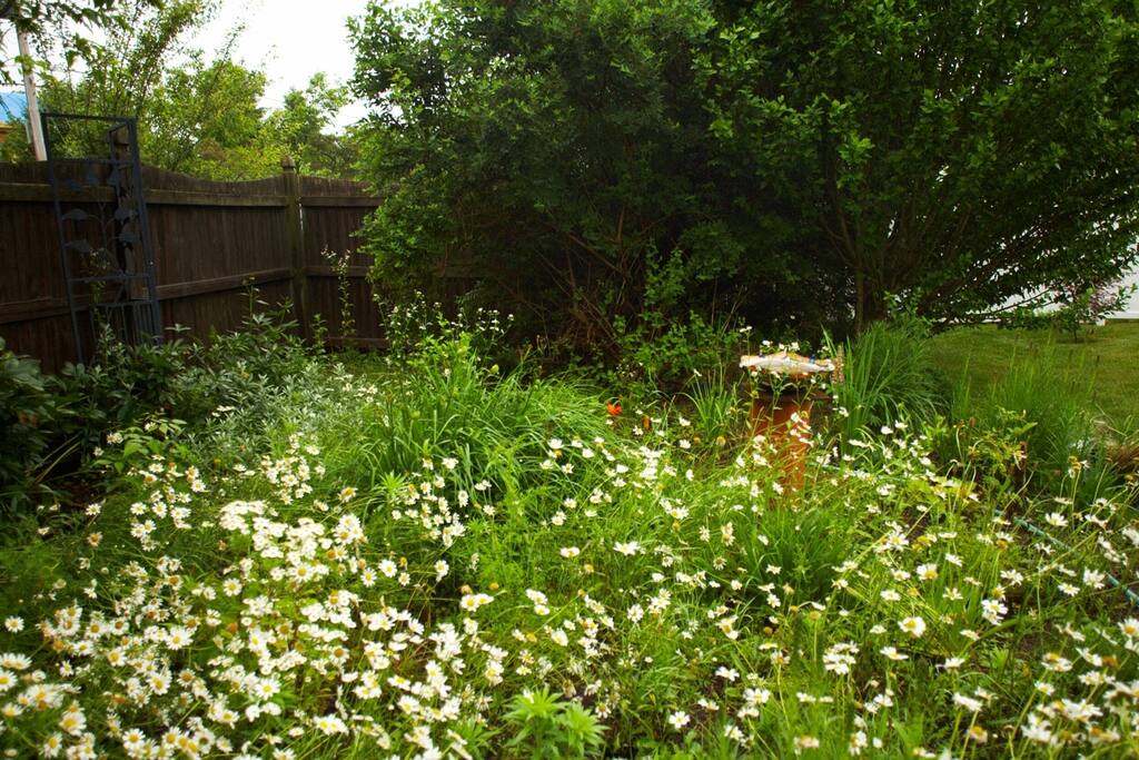 Some of the gardens attract dragon flies, butterflies and birds.