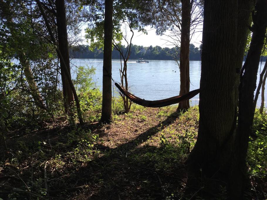 Lots of trees for multiple hammocks. We have 1.