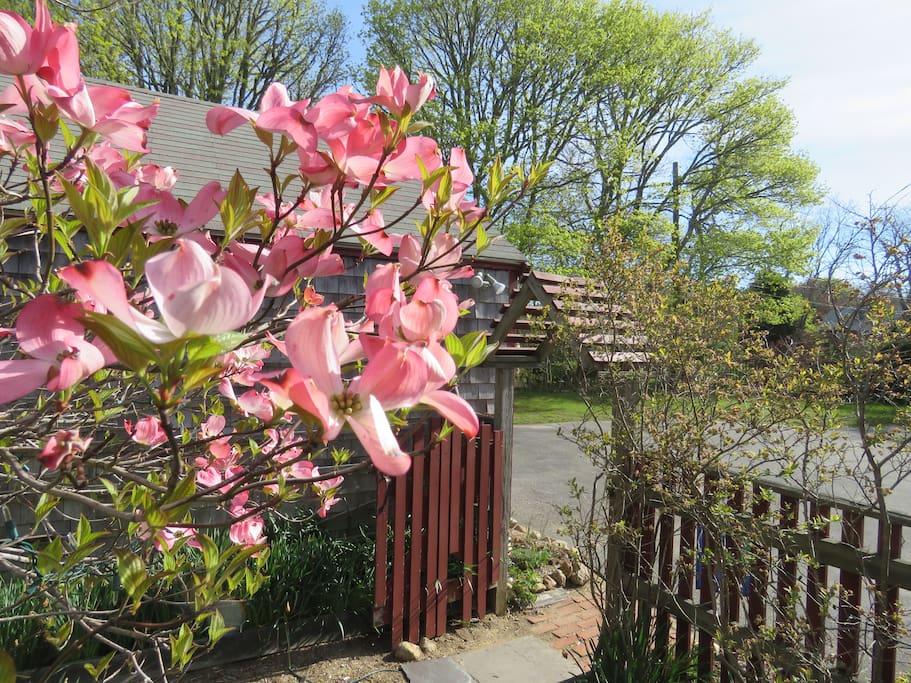Spring Blooms