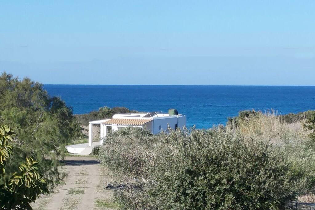 Olive trees behind the cottage