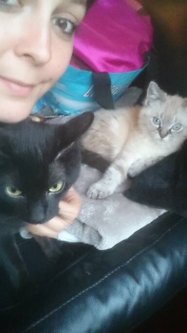Les chats dont il faut s'occuper.
