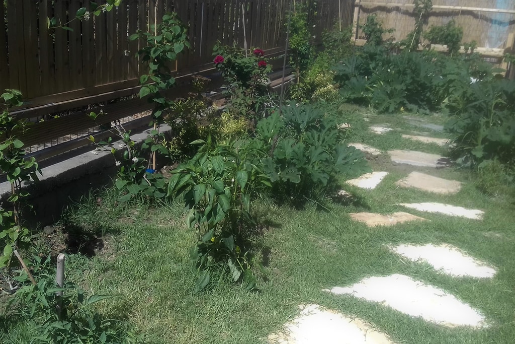 A lush garden features a variety of green plants and vegetables, with a pathway made of large flat stones guiding through the greenery. The garden is surrounded by wooden fencing and showcases vibrant flowers and shrubs adding color to the space.