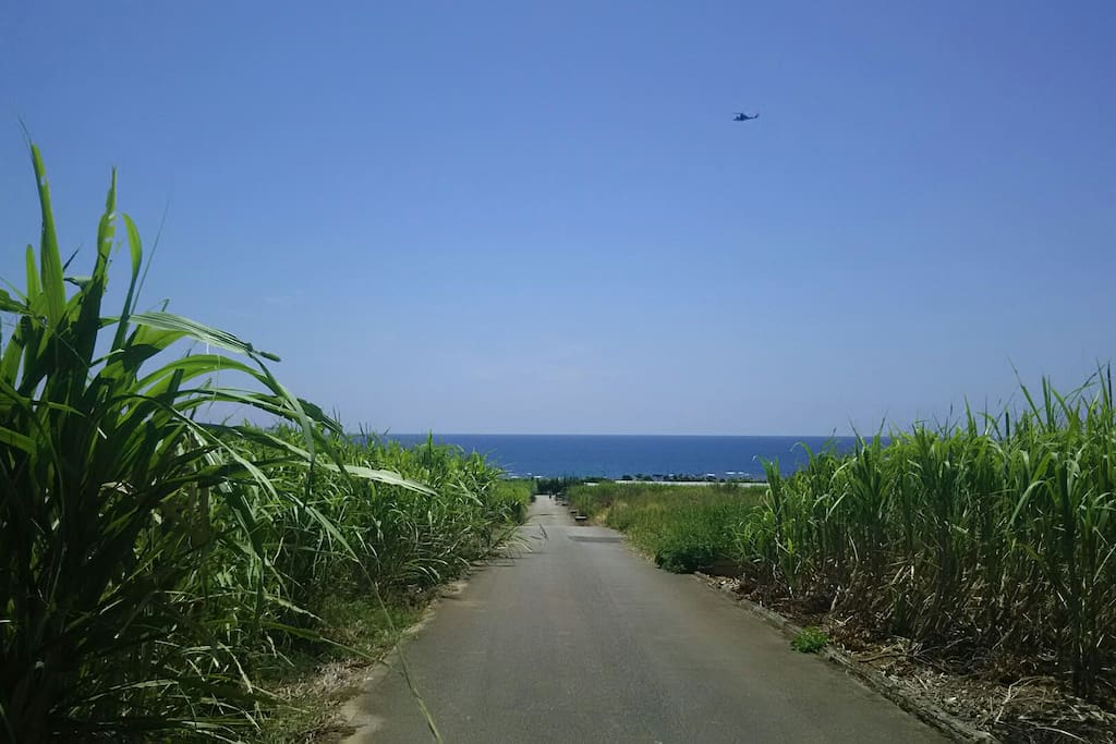 近くのサトウキビ畑