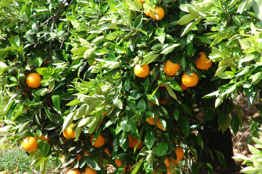 Orangenernte im Winter