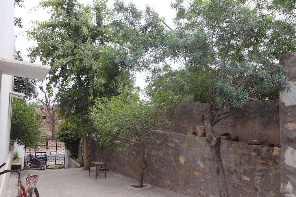 Backyard