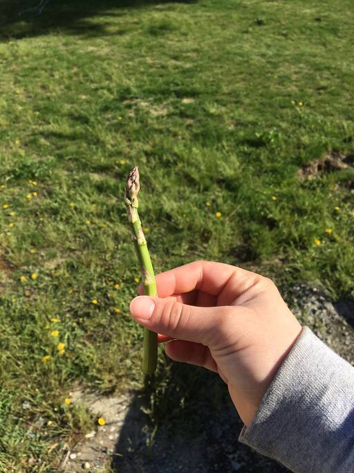 Wild asparagus