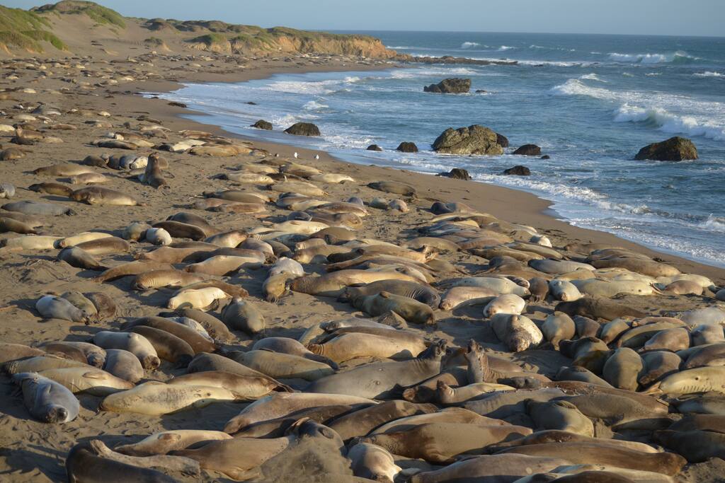 Elephant Seal Rookery Near By