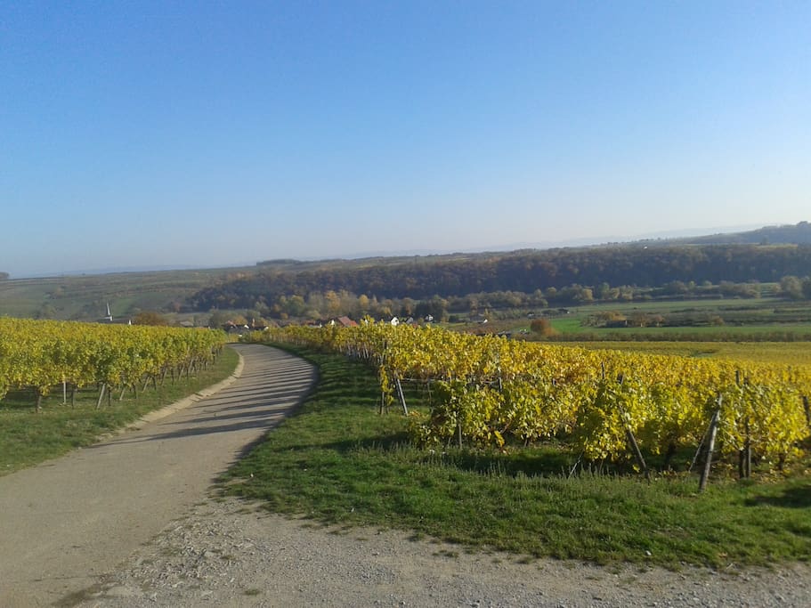Spaziergang zum Hertleinsberg