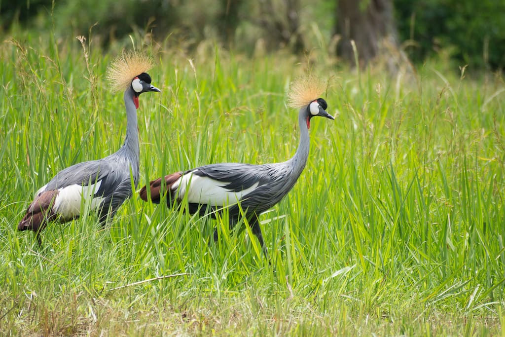 If you are lucky you can see the Crowned Cranes in the morning hours in the garden.