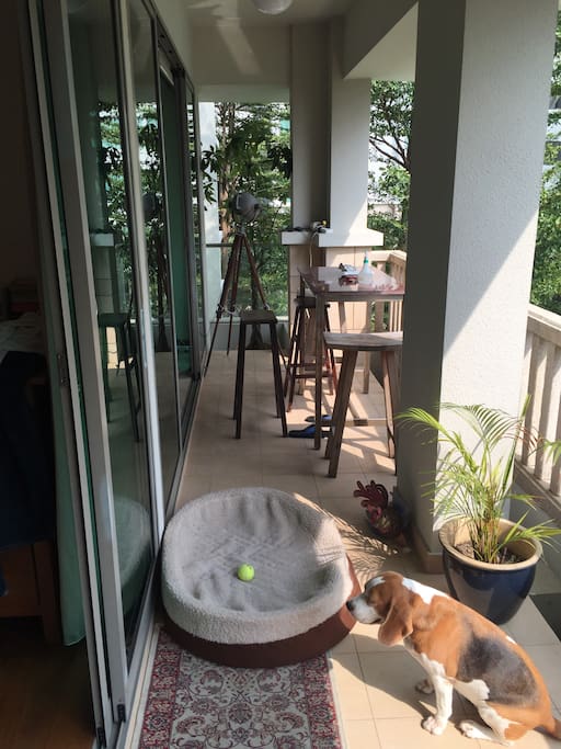 Balcony with House Dog #1