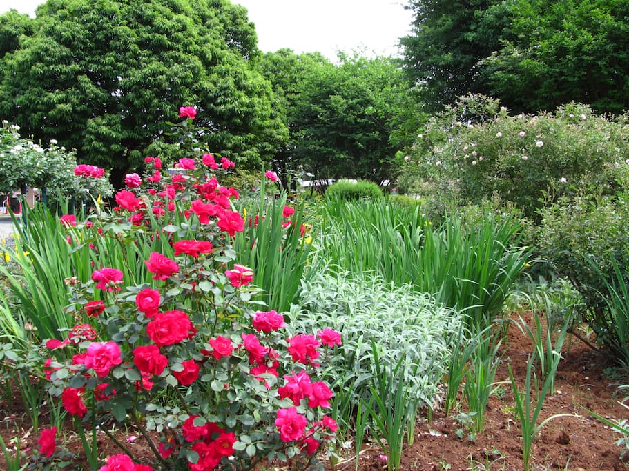 The garden