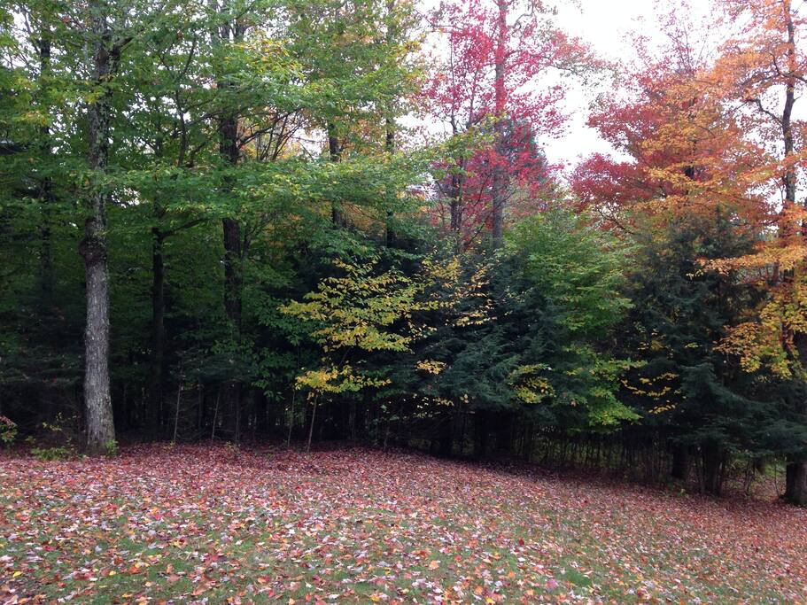 Beautiful foliage