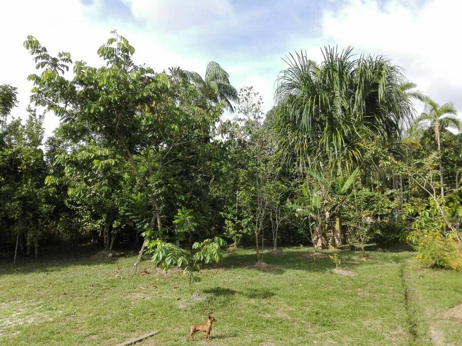 árboles frutales