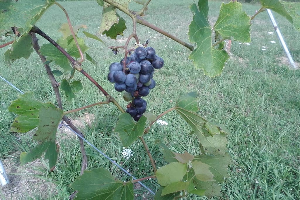 Vinyard 2016