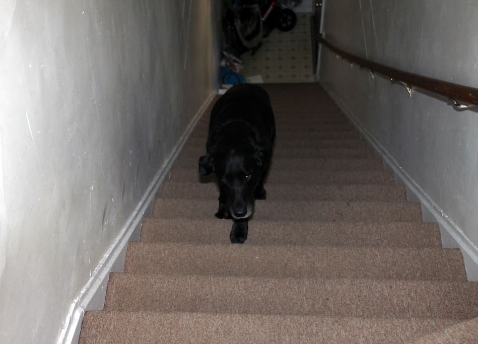 Black lab not included!