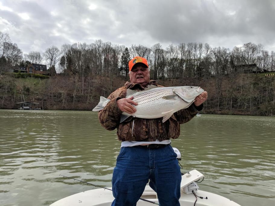 Our guest Bob caught a 40 lb stripe bass on Melton Hill Lake.