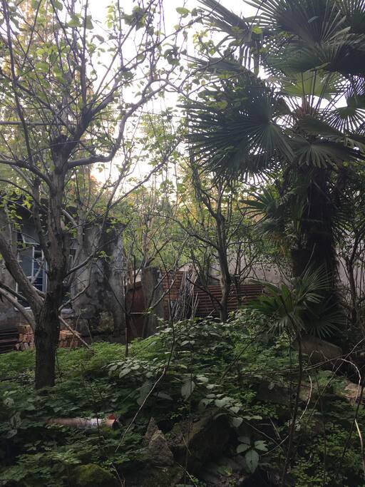 back yard