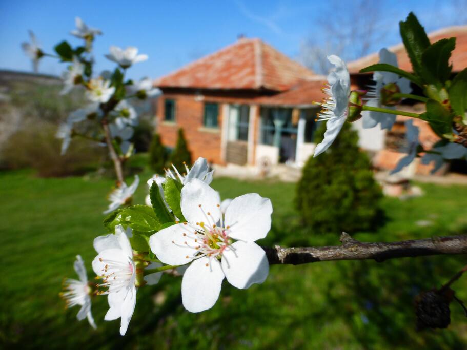 Cherry blossom in the garden.