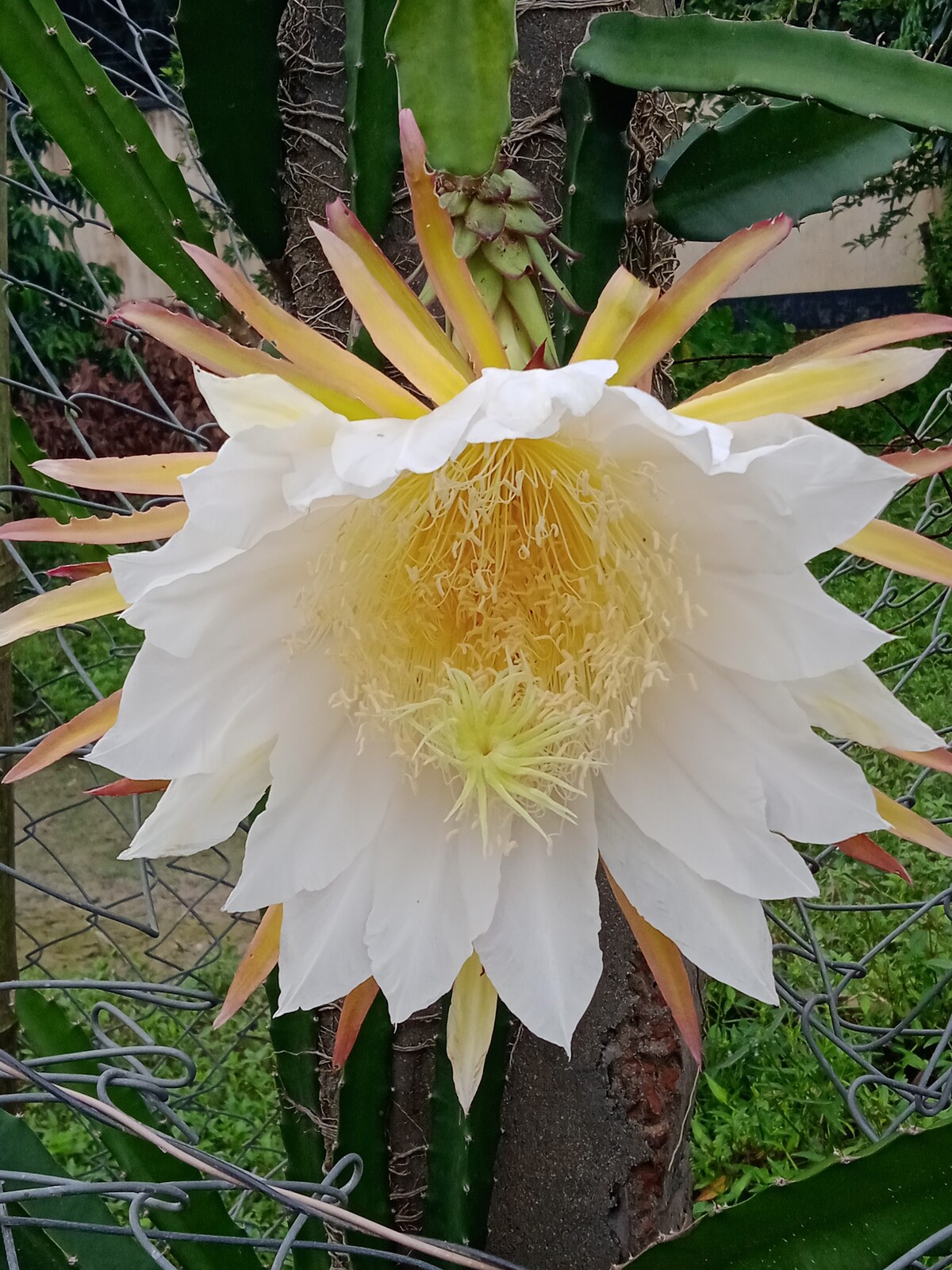 A large, white flower is seen blooming, displaying numerous delicate petals arranged in a circular pattern. The center consists of intricate, light yellow and cream-colored structures, creating a striking contrast against the green background of a garden setting.