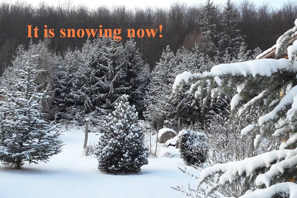 Our garden.