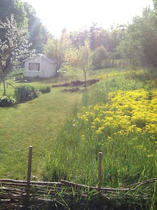 The yard in spring