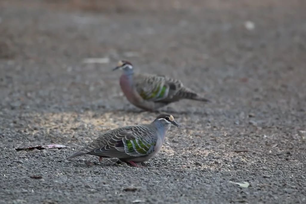The Common Bronzewing. (Phaps chalcoptera)