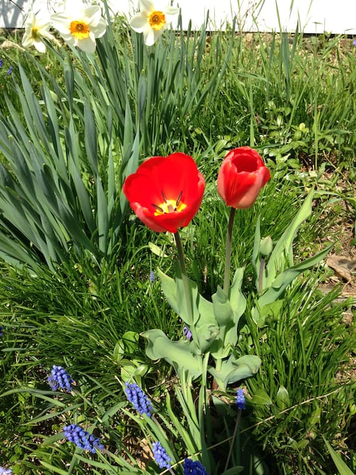 Spring tulips
