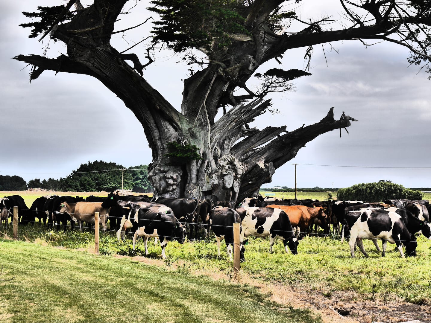 Hosted Taranaki Dairy Farm Tour 2