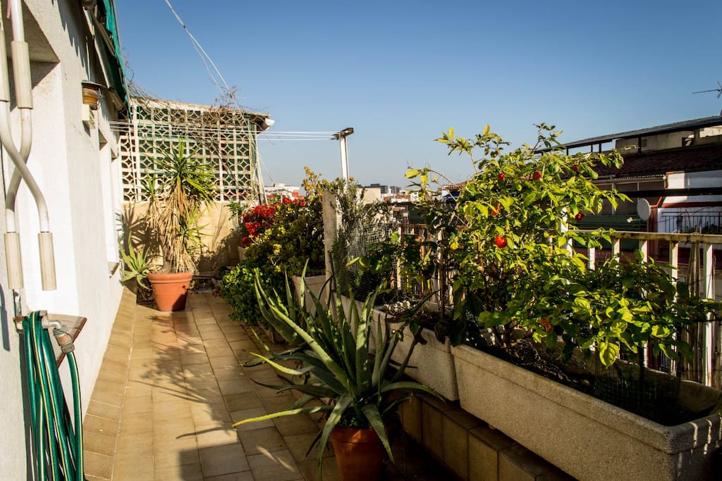 The Terrace