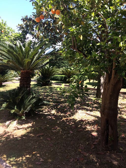 La vista del giardino