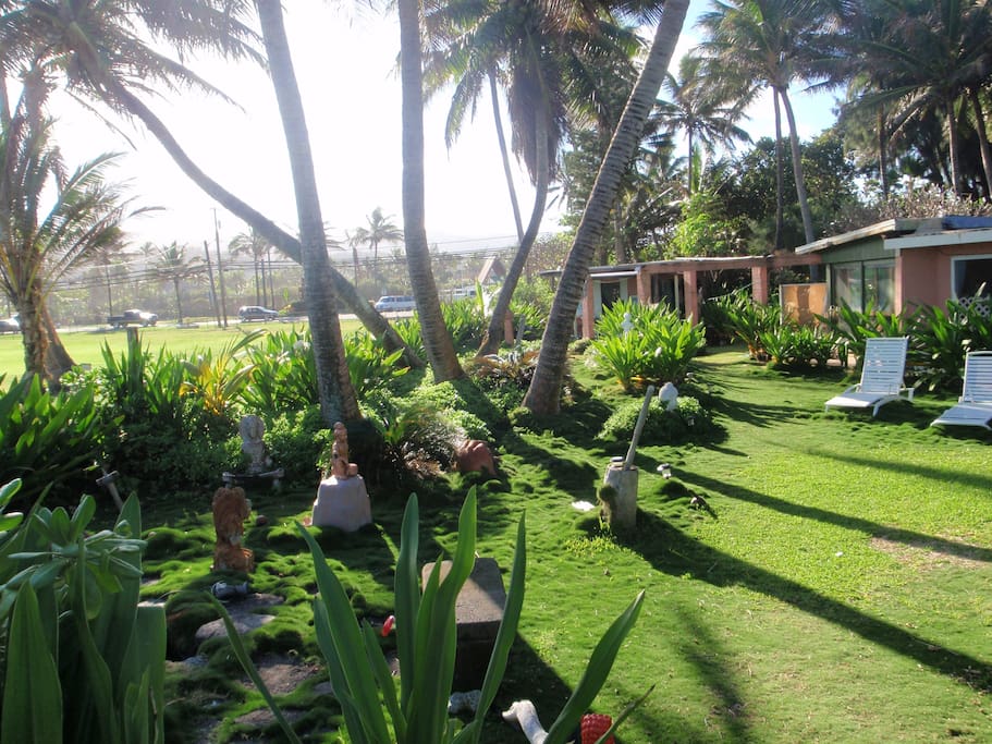 back yard