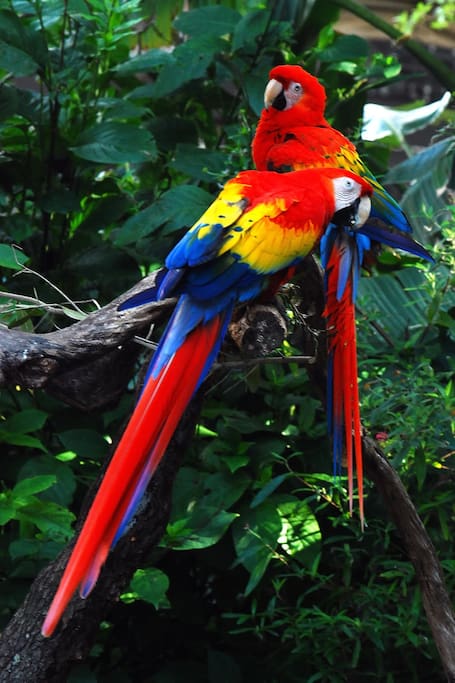 Palmar Norte es sin duda, el mejor punto para conocer las maravillas de Osa y de la Zona Sur en general, también es un lugar donde puedes disfrutar de fauna increíble como la Guacamaya Roja.
Aquí puedes encontrar todos los servicios que necesitas para una estancia cómoda, distintos bancos, clínicas médicas, restaurantes, supermercados y mucho más.
Nuestra habitación la encuentras en el Barrio Betania, a 100 metros Sur y 25 metros Este de Coopealianza en Palmar Norte, es una zona muy tranquila donde podrás relajarte sin ningún problema.