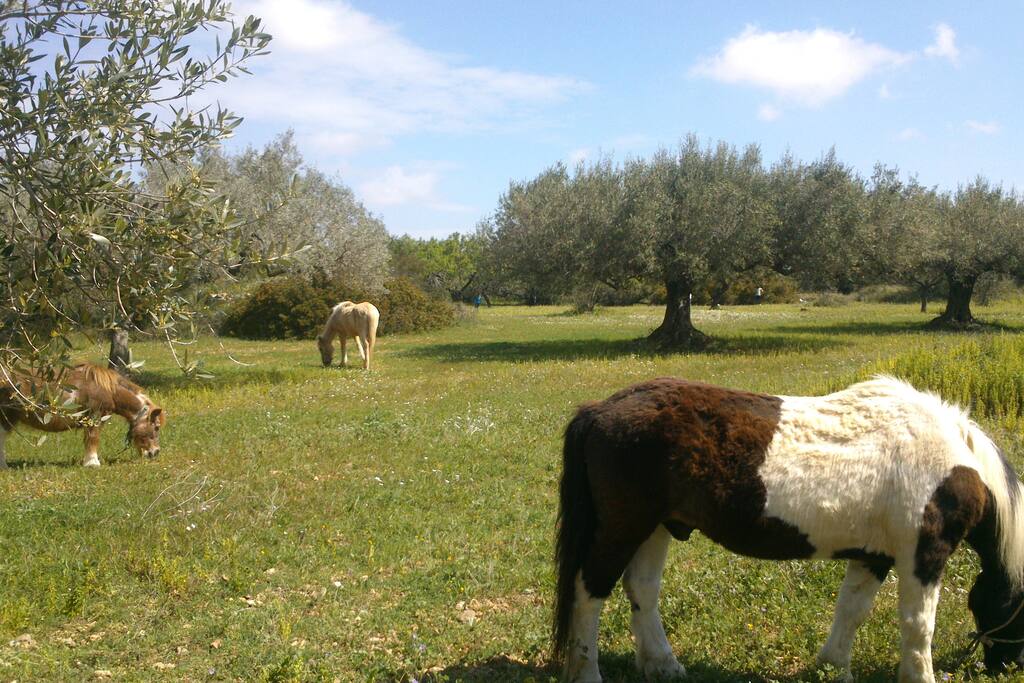 Els cavalls