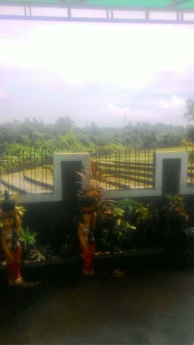 Rice field view from Terrace with very fresh air and beautiful bird voices every morning