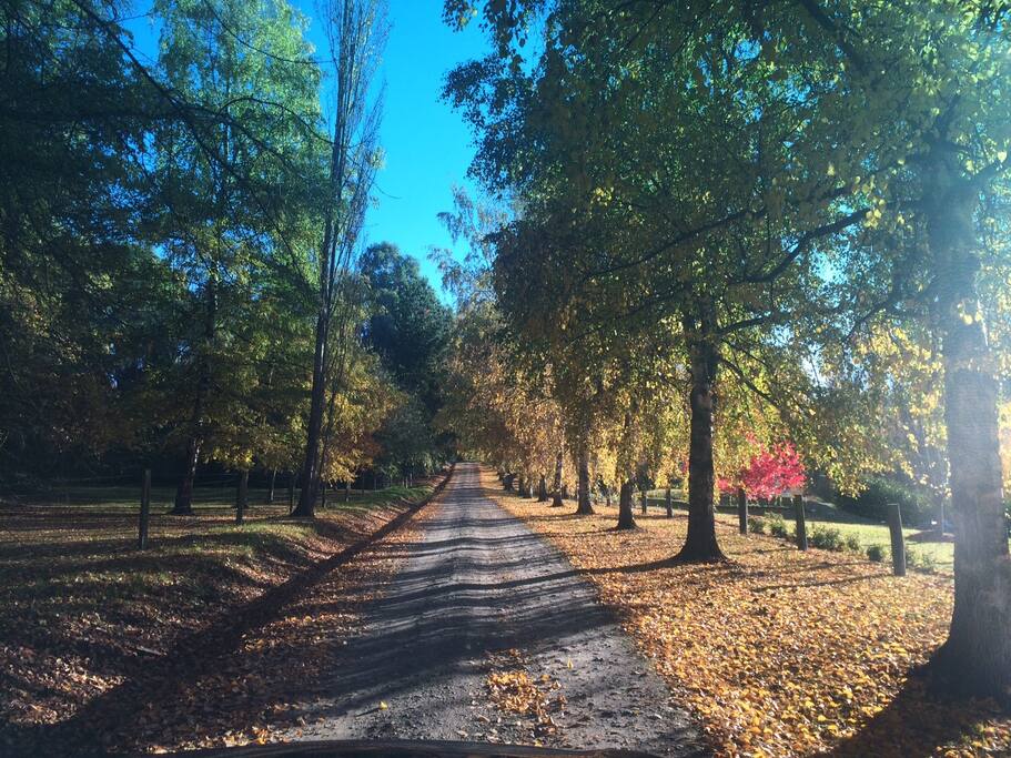 Long tree lined driveway