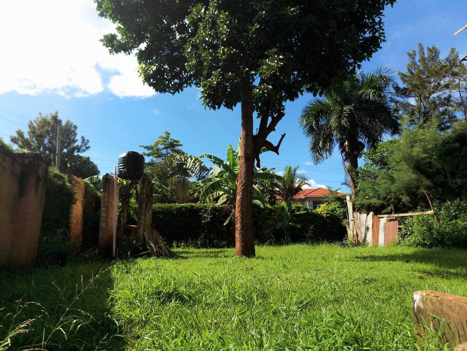 back garden