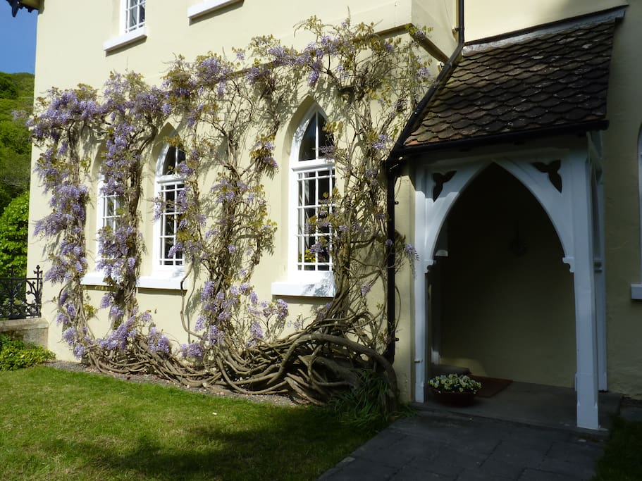 Wisteria in May