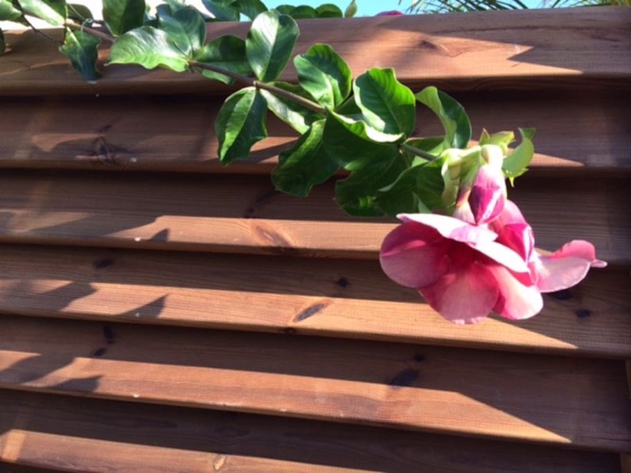 alamanda chocolat