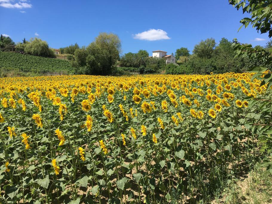 fields surrounding garden