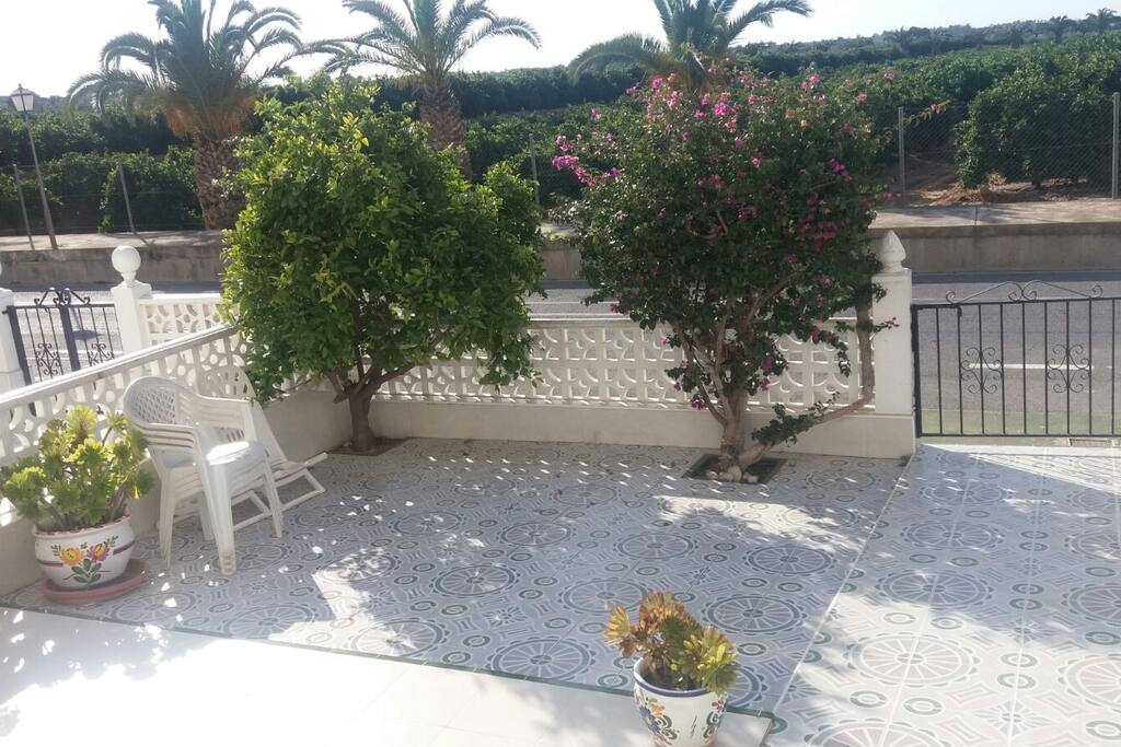 A sunny yard