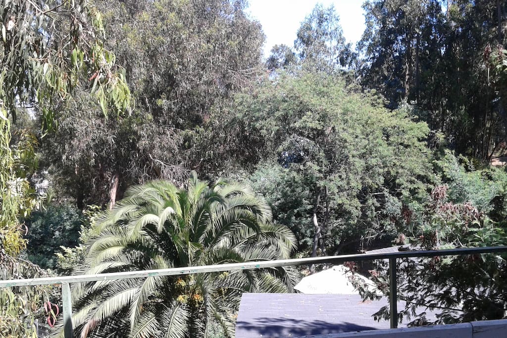 bosques naturales. lugar unico. dentro de viña del mar.