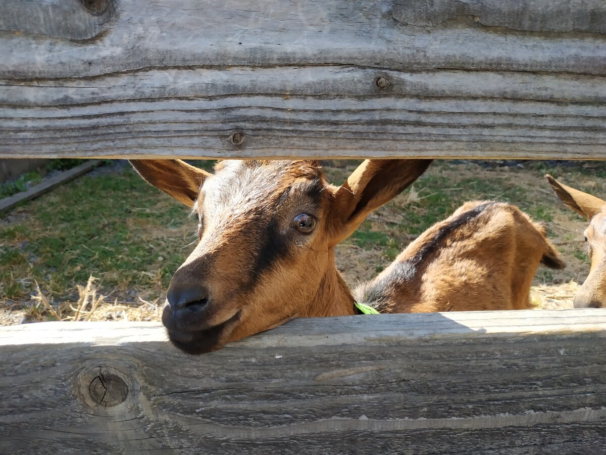 A goat is seen peeking through a wooden fence. Its brown fur and expressive eyes are the main features, with the background showing a grassy area. The fence is weathered, providing a rustic touch to the scene.